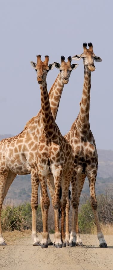 giraffe