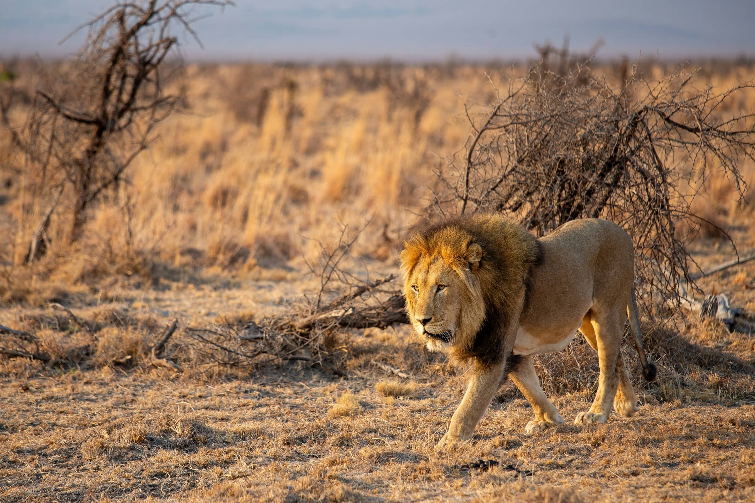 Kenya’s Wild South Safari: 6 Days of Amboseli, Taita Hills & Tsavo West Adventure