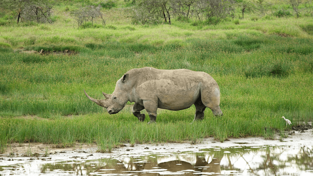 Kenya Grand Safari & Beach Escape: 12 Days from Maasai Mara to Diani Paradise
