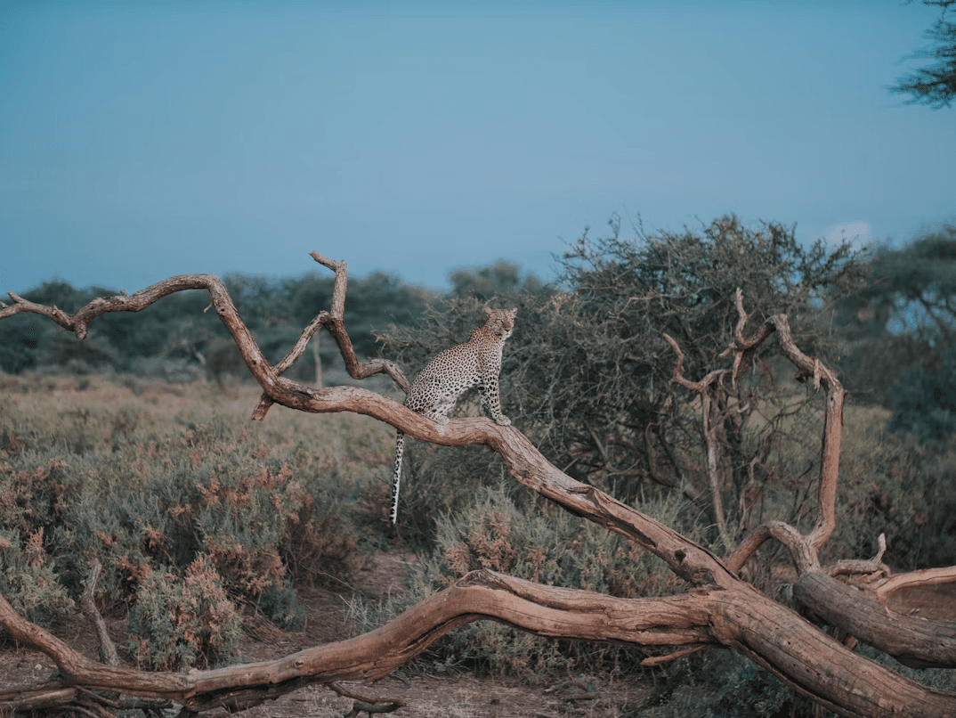 Northern Kenya Safari Escape: 7 Days of Samburu, Ol Pejeta & Rift Valley Adventure