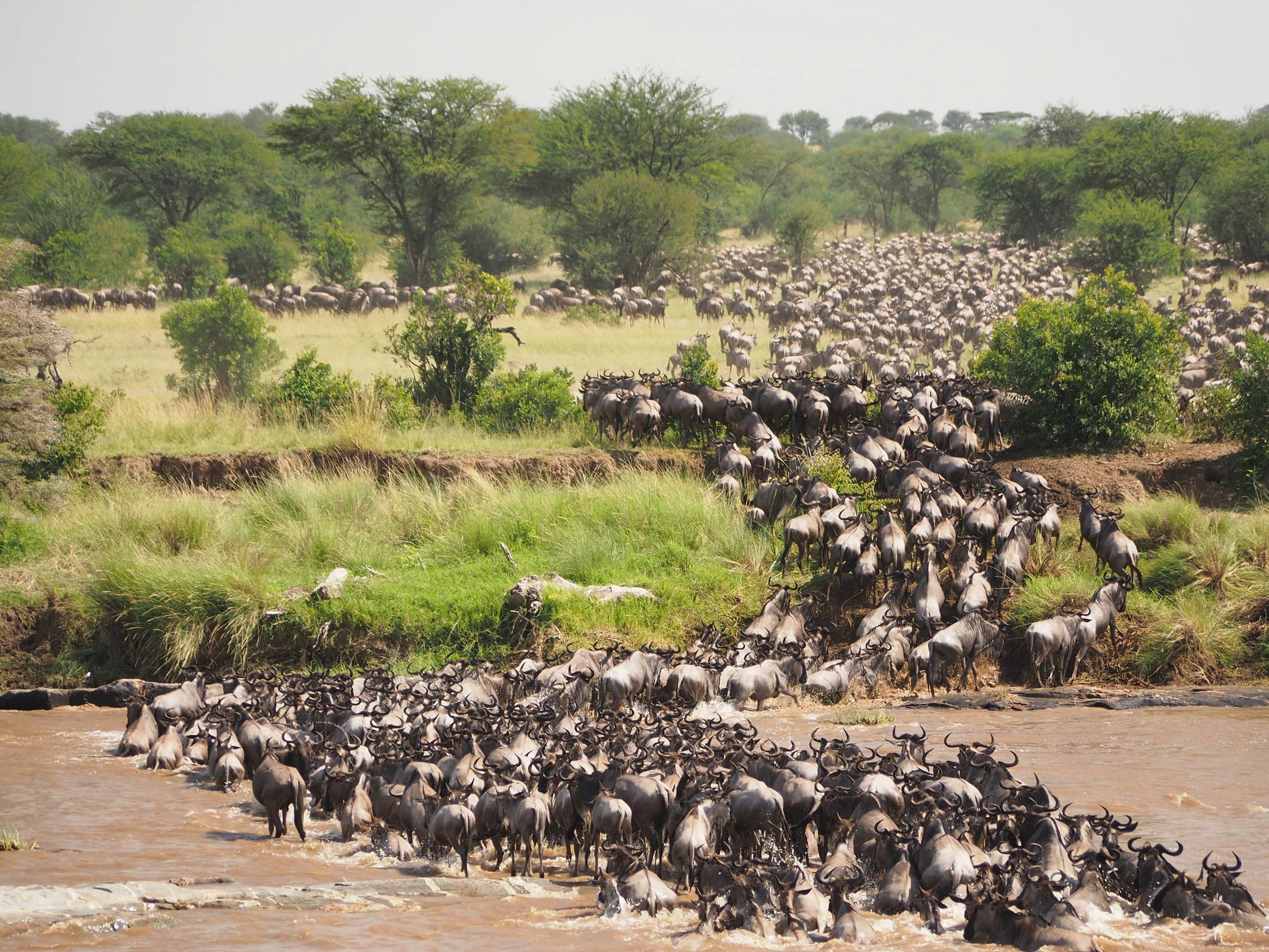 Maasai Mara Explorer: 4 Days of Big Five Safaris & Savannah Adventure
