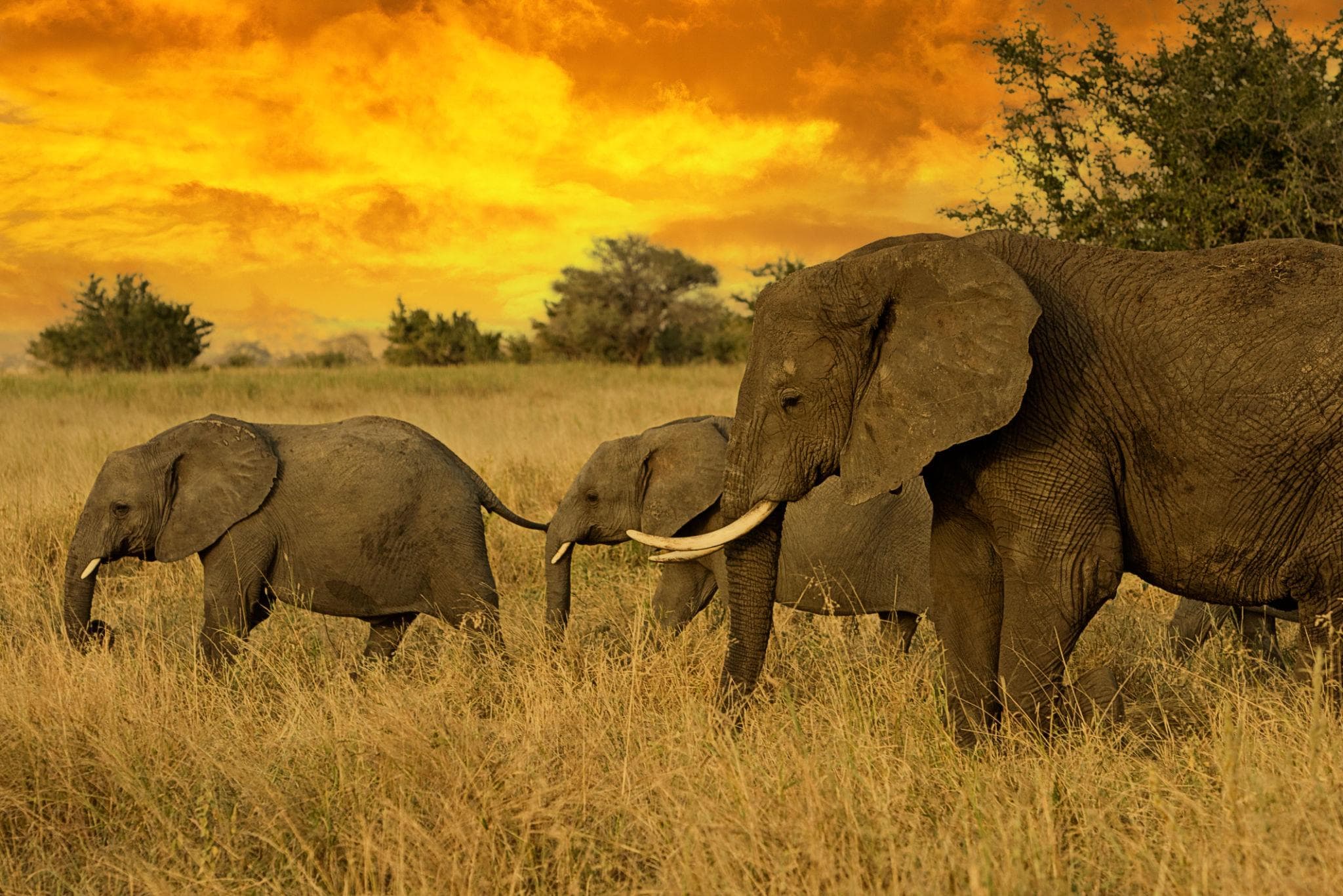 Northern Migration: Tarangire / Ngorongoro / Serengeti Seronera & Kogatende
